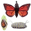 Full Body Monarch Life Cycle Puppet by Folkmanis Puppets