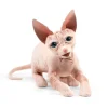 Full Body Sphynx Cat Puppet by Folkmanis Puppets
