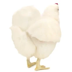 Handcrafted 14 Inch Lifelike White Hen Stuffed Animal by Hansa