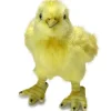 Handcrafted 5 Inch Lifelike Plush Chick by Hansa